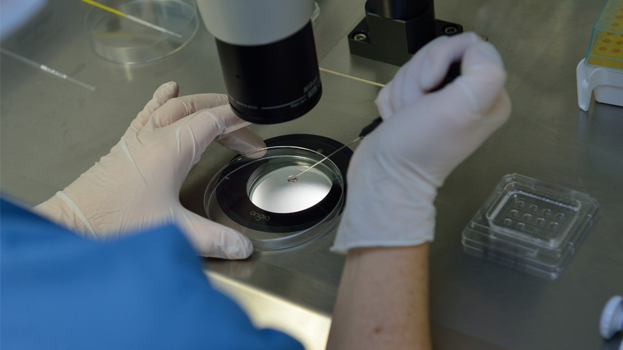 Un ovule est sélectionné pour être ensuite conservé par cryogénisation 