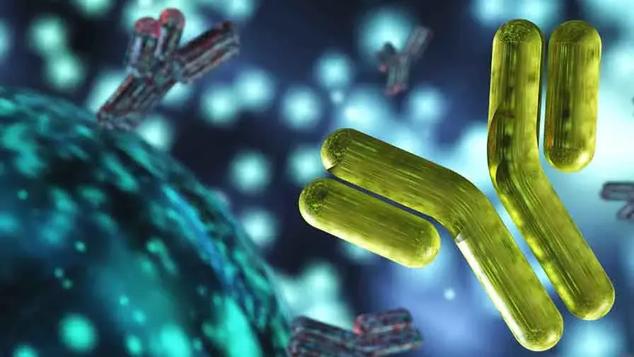 anticorps IgG et les neutrophiles