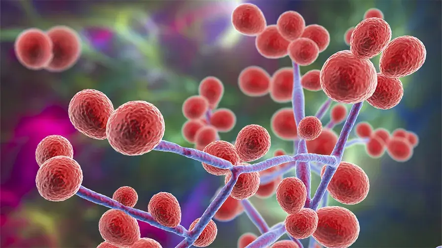 Candida albicans