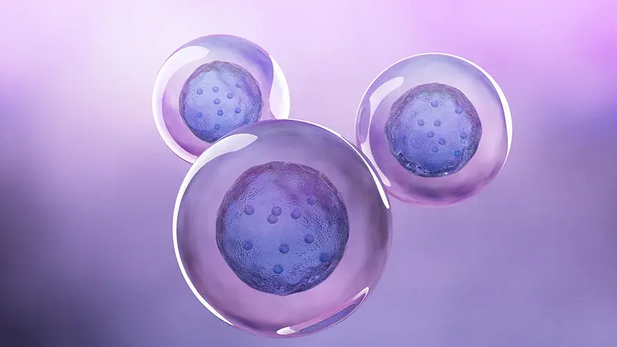 cellule souche humaine