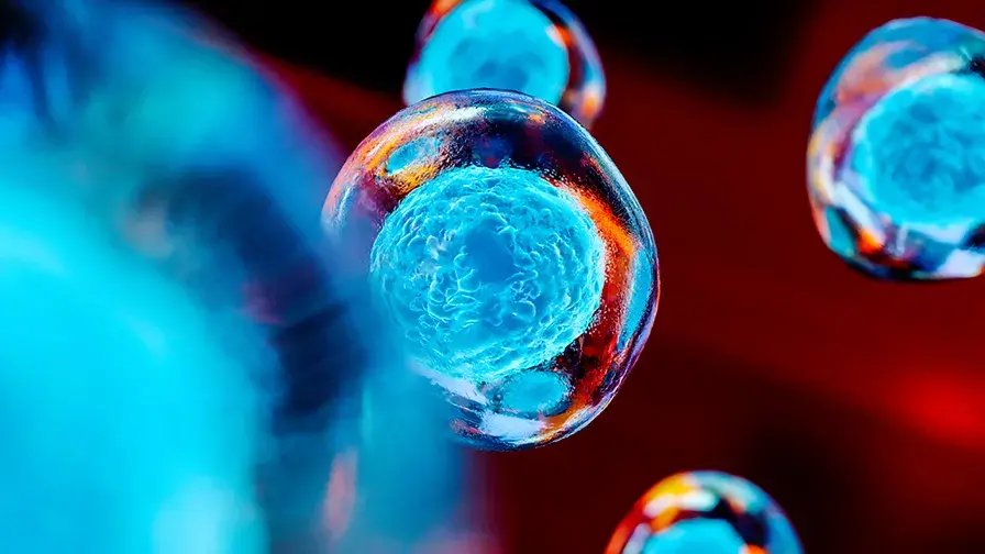 Cellules souches embryonnaires