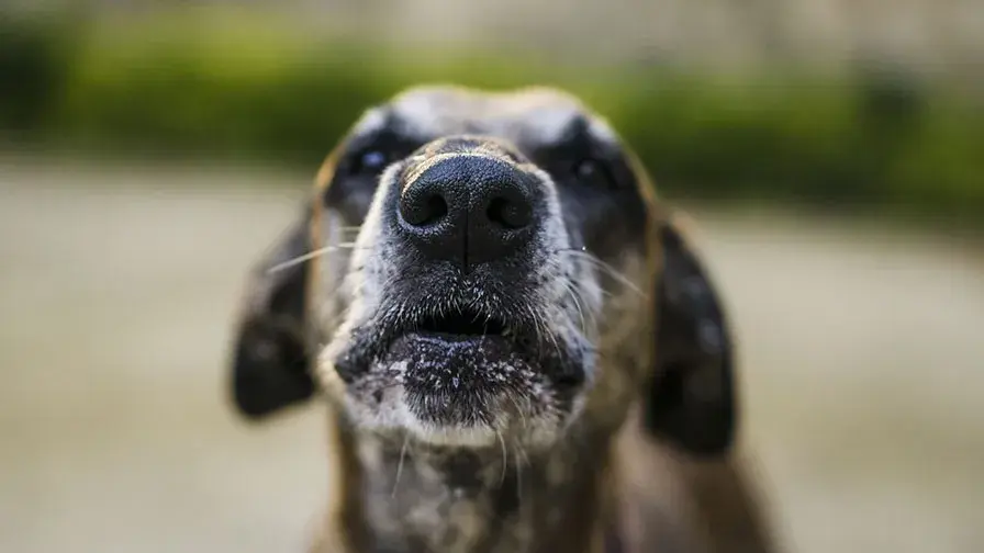 L’étude Salicov à promotion AP-HP confirme la technique de dépistage de la Covid-19 grâce aux capacités olfactives du chien