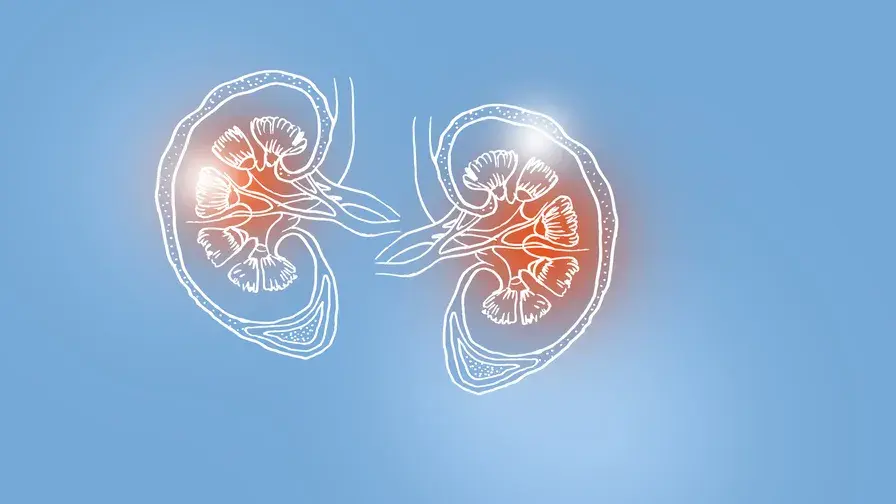 des équipes de l’AP-HP ont re-transplanté avec succès un greffon rénal déjà transplanté sur un patient il y a plus de 10 ans 