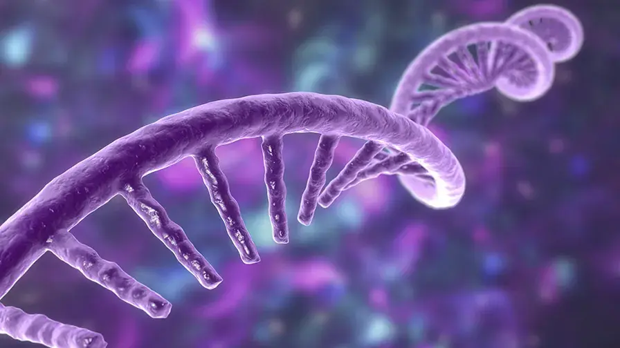 Immunité mucosale avec des vaccins à ARNm contre l’épidémie de Covid-19